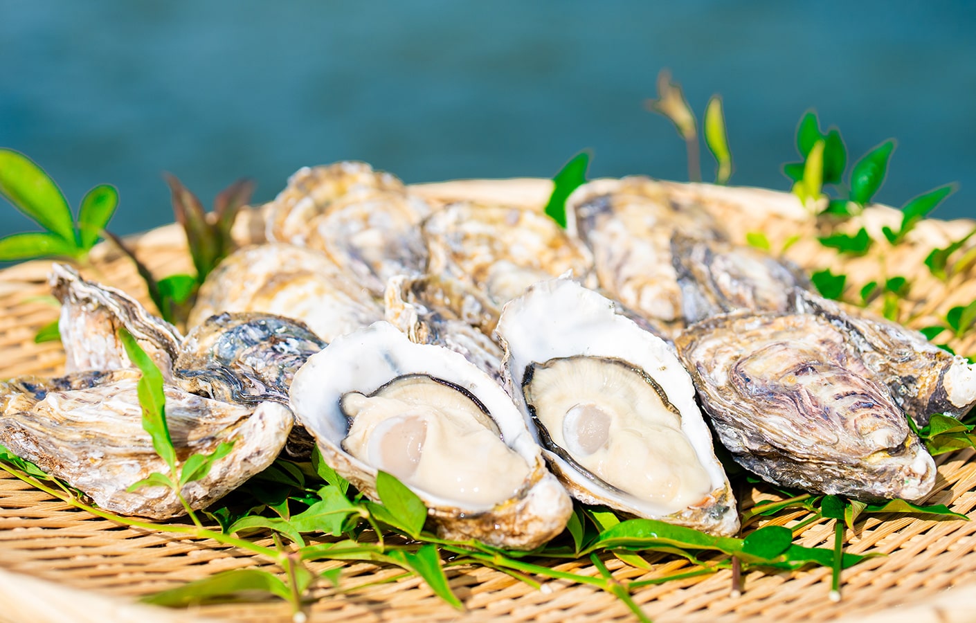 海苔 通販 マルコ水産様